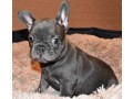 blue-french-bulldog-puppies-for-sale-small-0