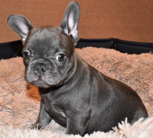 blue-french-bulldog-puppies-for-sale-big-0