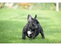 blue-french-bulldog-puppies-for-sale-small-0